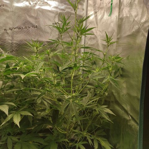 Master Kush Automatic growlog timeline photo