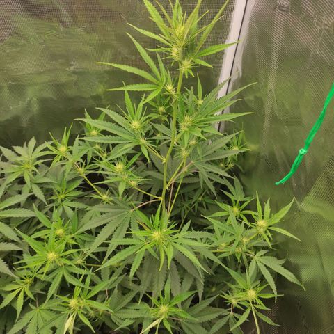 Master Kush Automatic growlog timeline photo