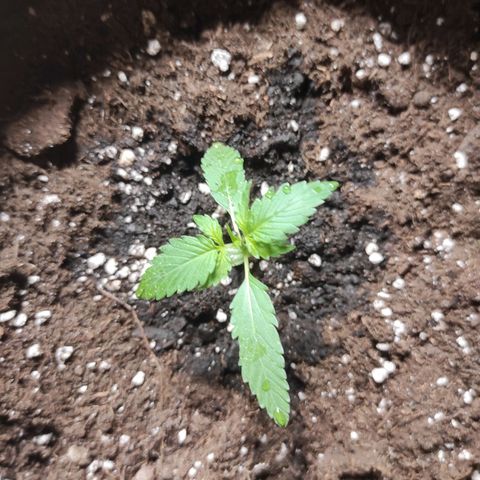 Purple Skunk auto growlog timeline photo