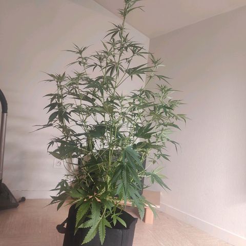 Master Kush Automatic growlog photo: 98 cm