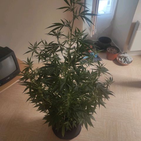 Master Kush Automatic growlog photo: 98 cm