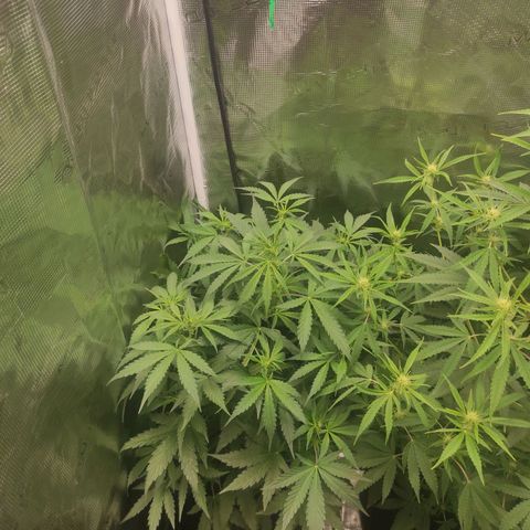 Banana Kush Cake Automatic growlog timeline photo