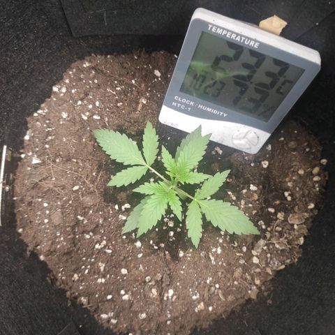 Stichy orange XXL growlog timeline photo
