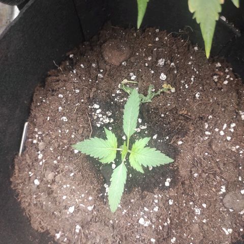 Purple Skunk auto growlog timeline photo