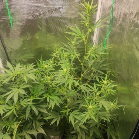 Master Kush Automatic growlog timeline photo