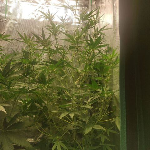 Master Kush Automatic growlog timeline photo