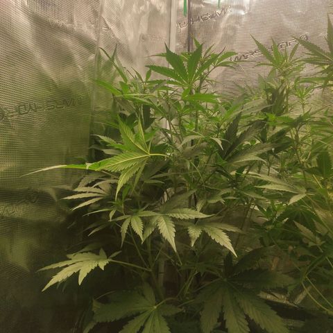 Banana Kush Cake Automatic growlog timeline photo