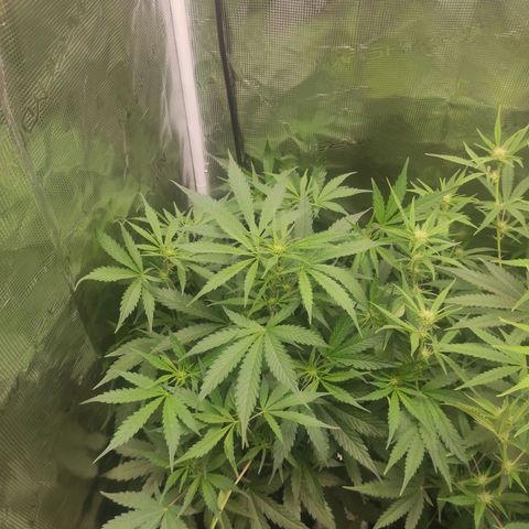Banana Kush Cake Automatic growlog timeline photo