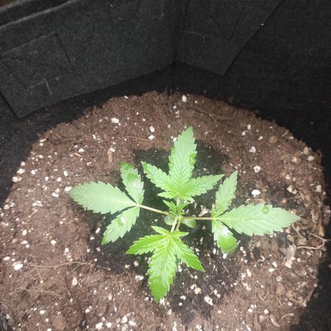 Stichy orange XXL growlog timeline photo