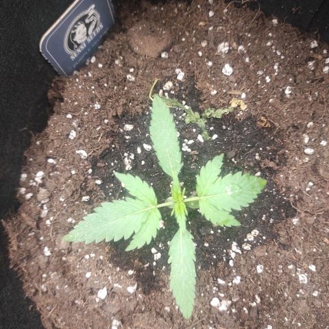 Purple Skunk auto growlog timeline photo