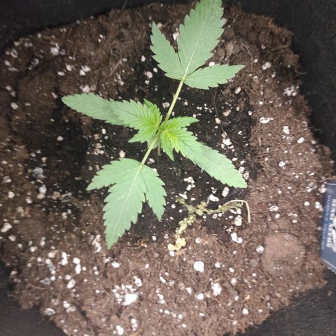 Purple Skunk auto growlog timeline photo