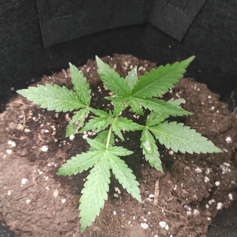 Stichy orange XXL growlog timeline photo