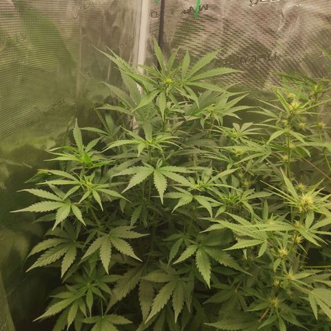 Banana Kush Cake Automatic growlog timeline photo