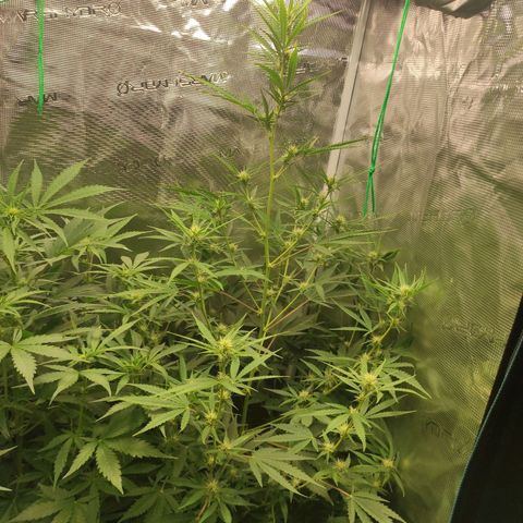 Master Kush Automatic growlog timeline photo