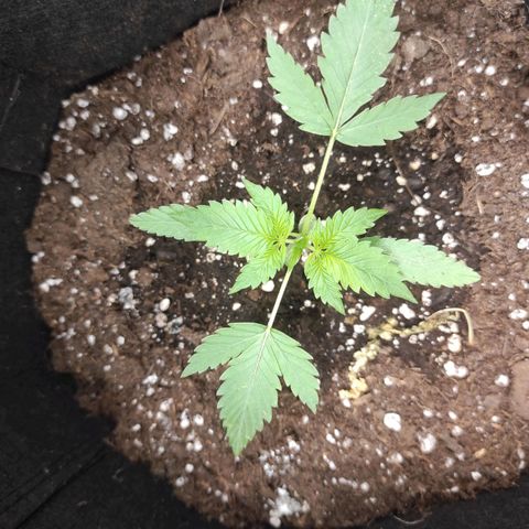 Purple Skunk auto growlog timeline photo