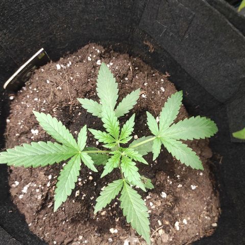 Stichy orange XXL growlog timeline photo