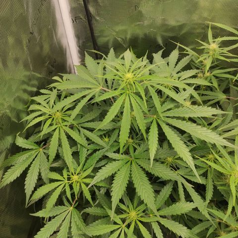 Banana Kush Cake Automatic growlog timeline photo