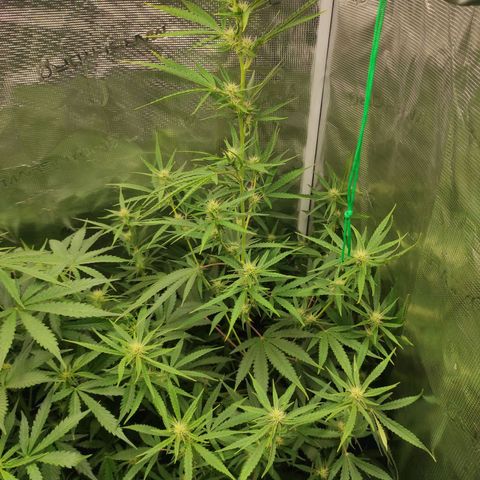 Master Kush Automatic growlog timeline photo