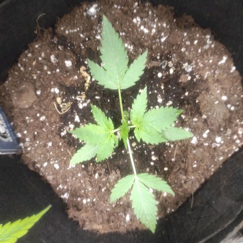 Purple Skunk auto growlog timeline photo