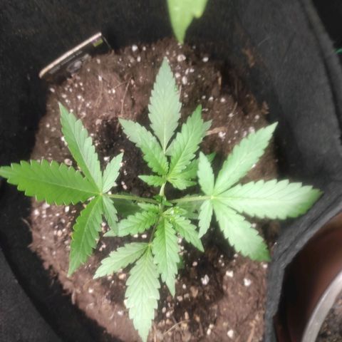 Stichy orange XXL growlog timeline photo