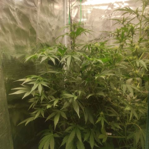 Banana Kush Cake Automatic growlog timeline photo