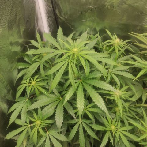 Banana Kush Cake Automatic growlog timeline photo