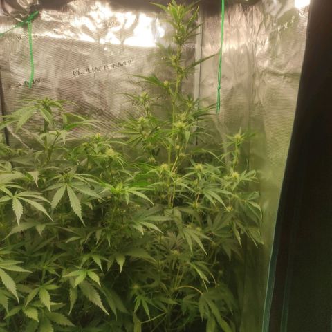 Master Kush Automatic growlog timeline photo