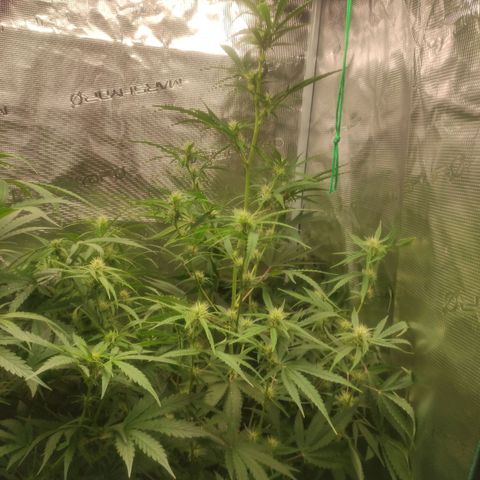 Master Kush Automatic growlog timeline photo
