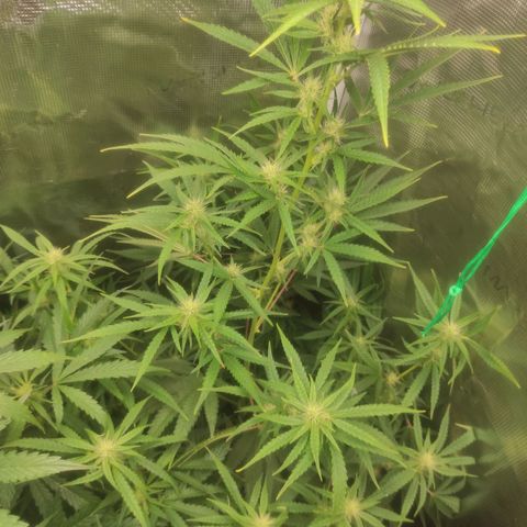 Master Kush Automatic growlog timeline photo