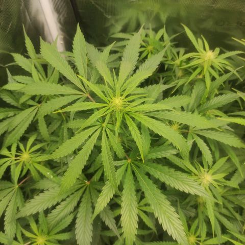 Banana Kush Cake Automatic growlog timeline photo