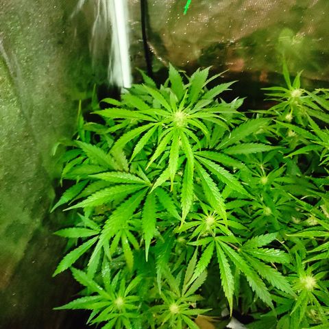 Banana Kush Cake Automatic growlog timeline photo