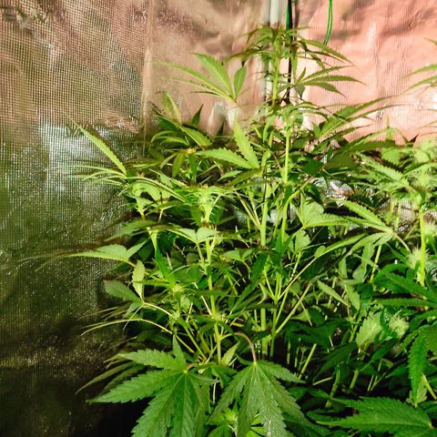 Banana Kush Cake Automatic growlog timeline photo
