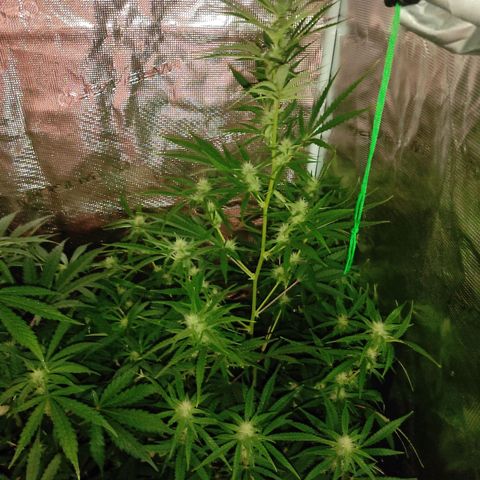 Master Kush Automatic growlog timeline photo