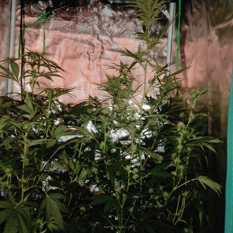 Master Kush Automatic growlog timeline photo