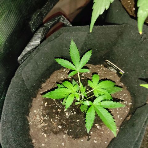 Stichy orange XXL growlog timeline photo