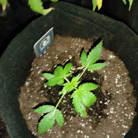 Purple Skunk auto growlog timeline photo