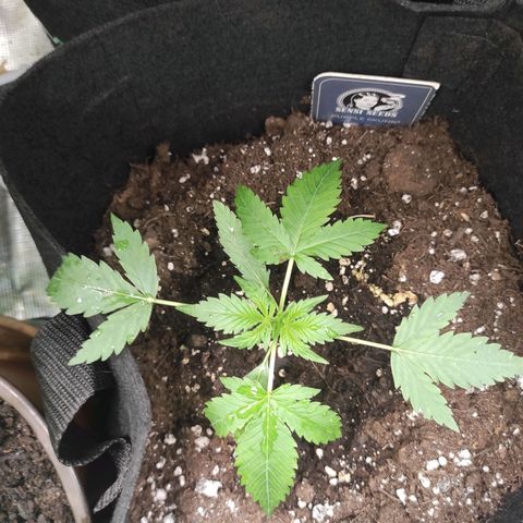 Purple Skunk auto growlog timeline photo
