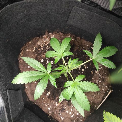 Stichy orange XXL growlog timeline photo
