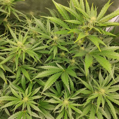 Banana Kush Cake Automatic growlog timeline photo