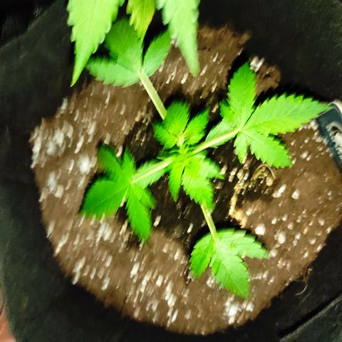 Purple Skunk auto growlog timeline photo