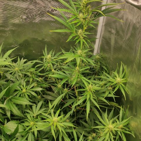 Master Kush Automatic growlog timeline photo