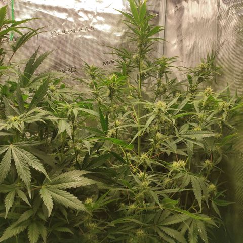Master Kush Automatic growlog timeline photo