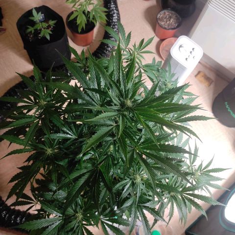 Banana Kush Cake Automatic growlog timeline photo