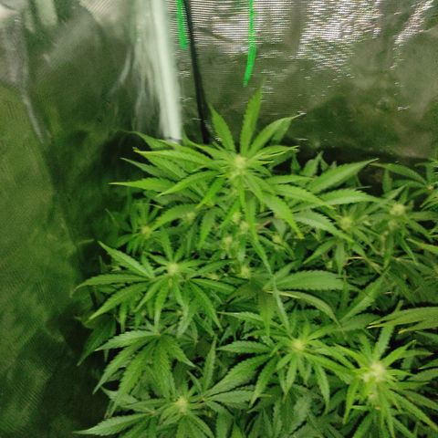 Banana Kush Cake Automatic growlog timeline photo
