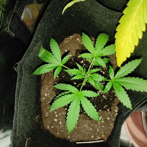 Stichy orange XXL growlog timeline photo