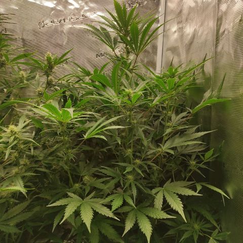 Banana Kush Cake Automatic growlog timeline photo