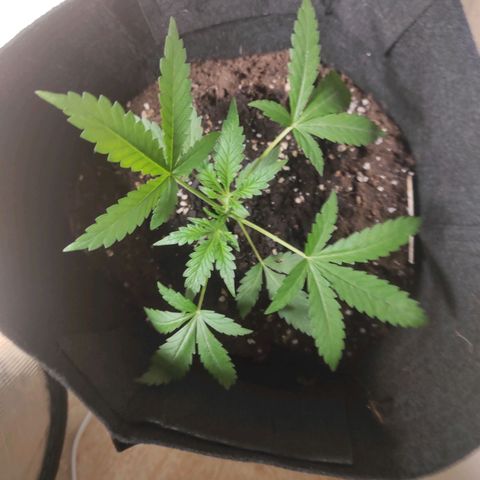 Stichy orange XXL growlog timeline photo