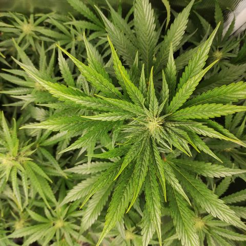 Banana Kush Cake Automatic growlog timeline photo