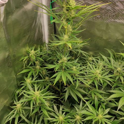 Master Kush Automatic growlog timeline photo