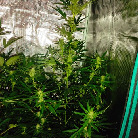 Master Kush Automatic growlog timeline photo